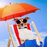 hond-met-zonnebril-parasol-en-strandstoel-in-de-zon-hd-zomer-achtergrond